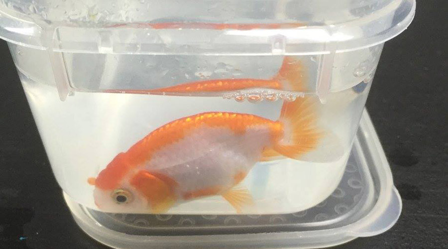 Fish of gold: Australian woman cashes in $500 to save her $12 pet