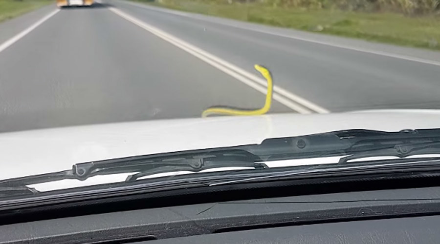 Live snake terrifies passengers after hitching ride on hood of car (VIDEO)