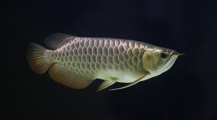 Gold & nickel nanofish could soon be delivering drugs to any area of your body