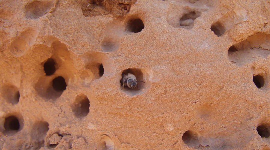 New desert bee species builds nests out of solid rock (PHOTOS)