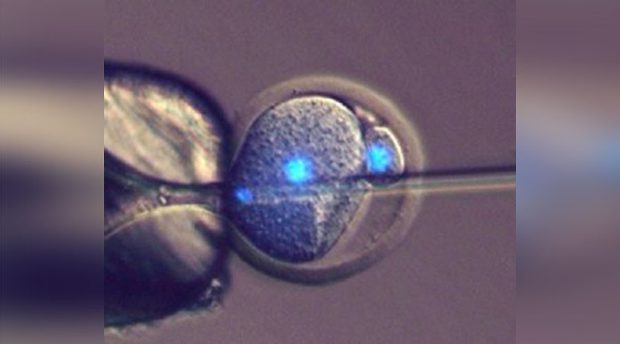 Motherless babies? Egg fertilization not needed for reproduction, scientists say