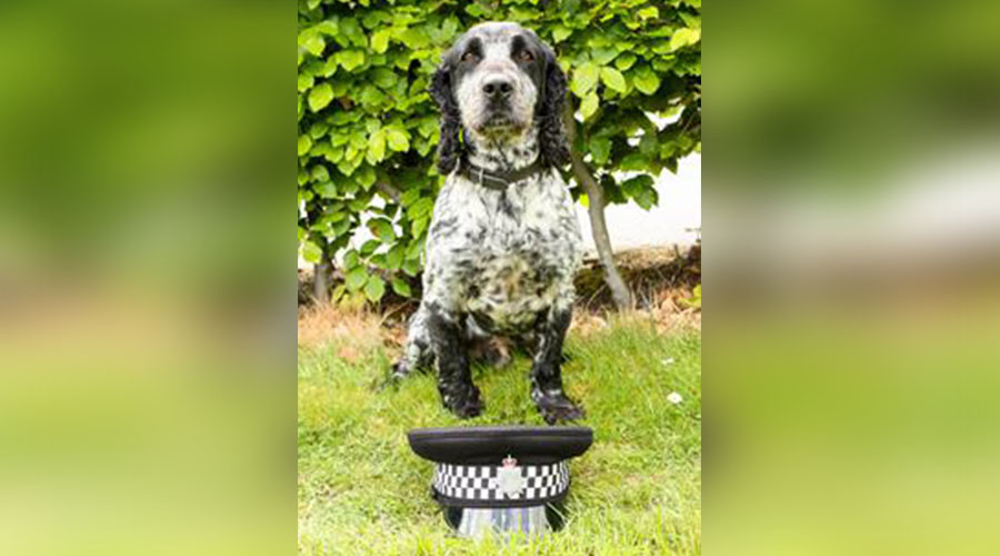 Billie the sperm-sniffing police dog recruited to track down rapists