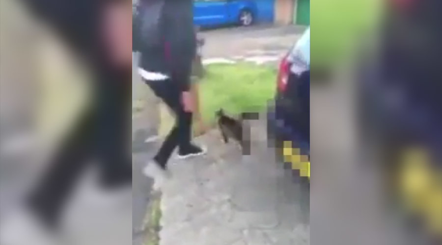 ‘Heartless scumbag’ who lured cat into violent kicking arrested (DISTURBING VIDEO)
