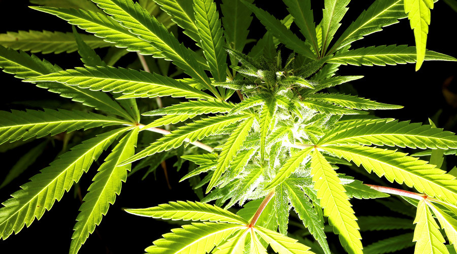 Medical cannabis sales soar in German pharmacies