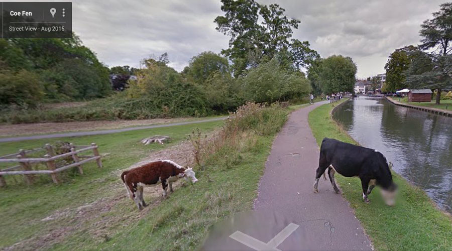 ‘Overzealous’ Google Street View blurs cow’s face to protect its privacy