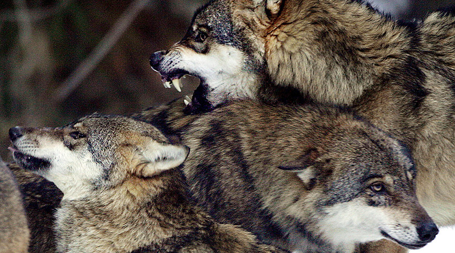 Outrage as Norway plans to cull majority of its wolf population