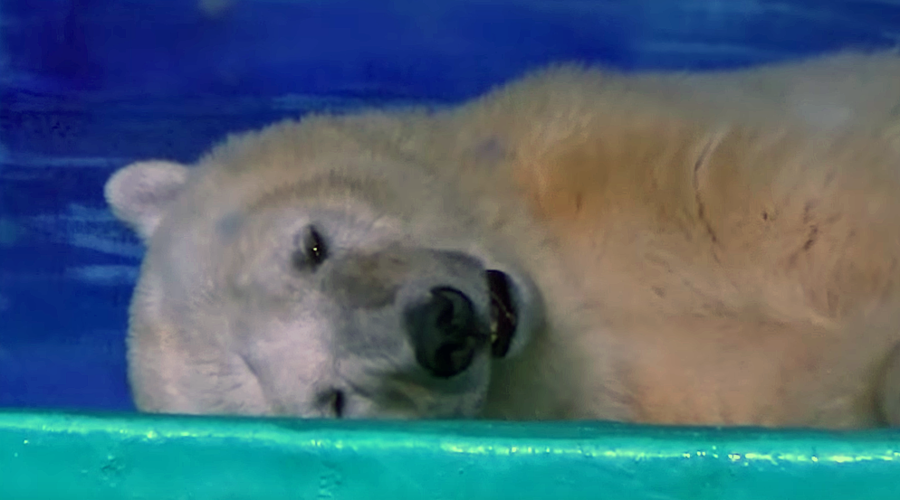 ‘World’s saddest polar bear’ offered new home in Britain