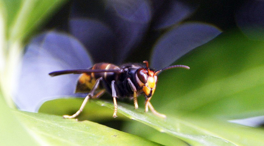 They’re here! Long-feared UK arrival of honeybee-killing Asian hornet confirmed
