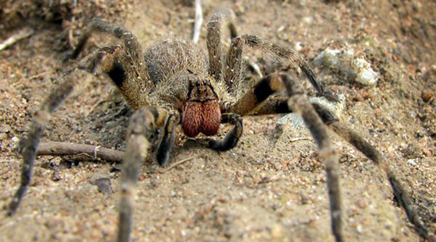 Scared stiff: Deadly erection-causing spiders found lurking in supermarket bananas