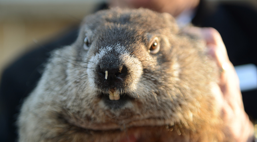 ‘Woodchuck homicide’: NY cops suspended over groundhog killed with golf cart