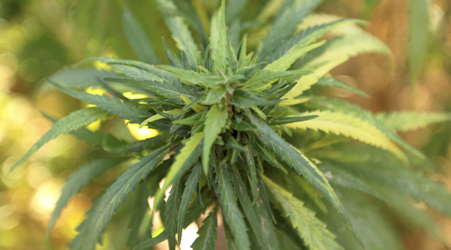 One in three European teens finds it ‘easy’ to score pot – survey