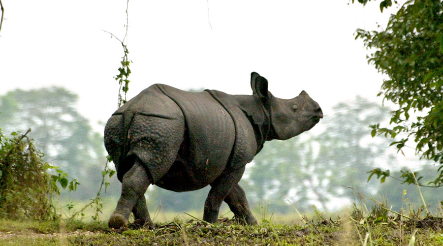 Roaming rhino becomes Nepalese town’s most popular visitor (VIDEO)