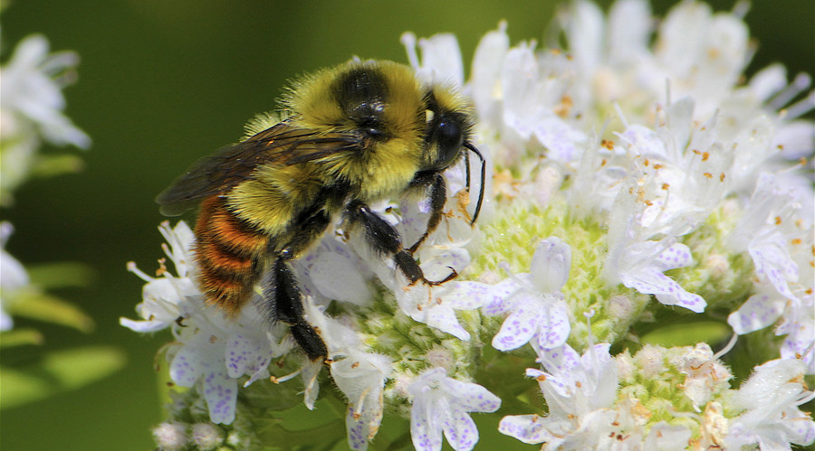 Will bumble bees go the way of the dodo? Endangered status proposed
