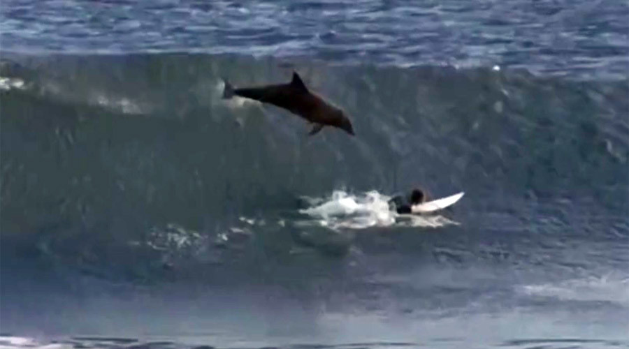 Dolphin totals surfer: Teen slammed by wave-catching bottlenose (VIDEO)