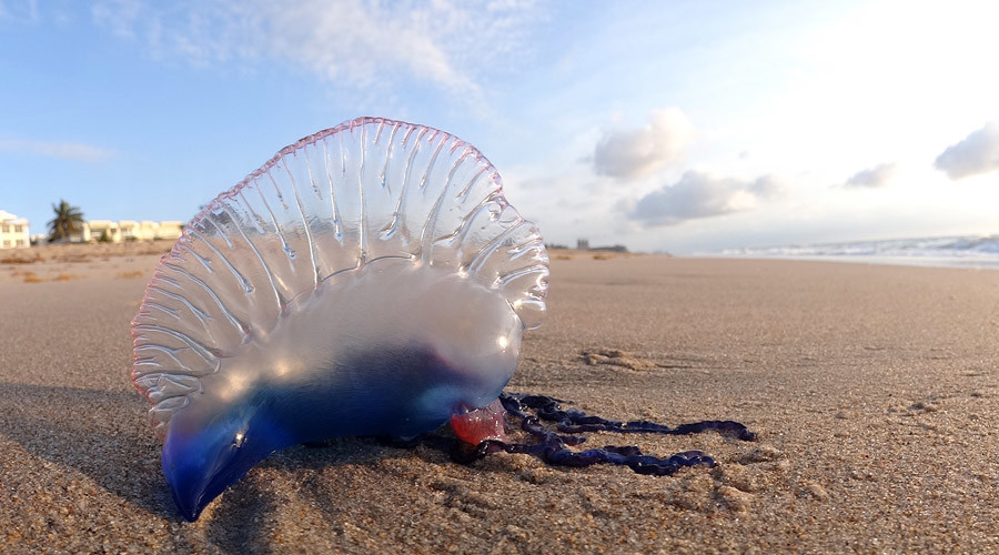 Venomous Portuguese men-of-war invasion leads to swimming ban in Phuket, Thailand