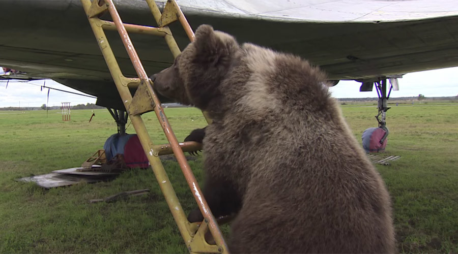 Bear witness to the walking stereotype: Russian airfield adopts cub (VIDEO)