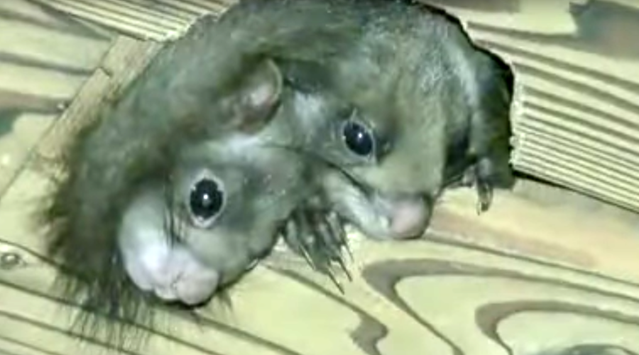 Fake or Freak? Footage of 2-headed squirrel driving viewers nuts