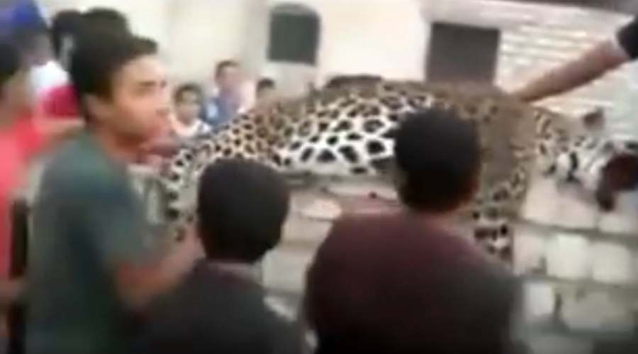 Escaped leopard kills 9yo girl, selfie frenzy ensues (VIDEO)