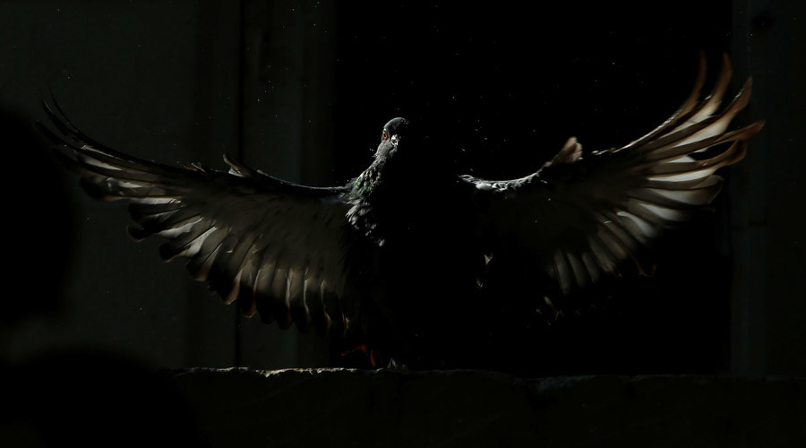 Pigeon arrested in India for carrying threatening message to PM