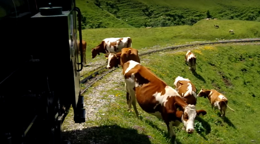Train kills 11 cows, leaves 15 missing & causes Arsenal fans to miss game