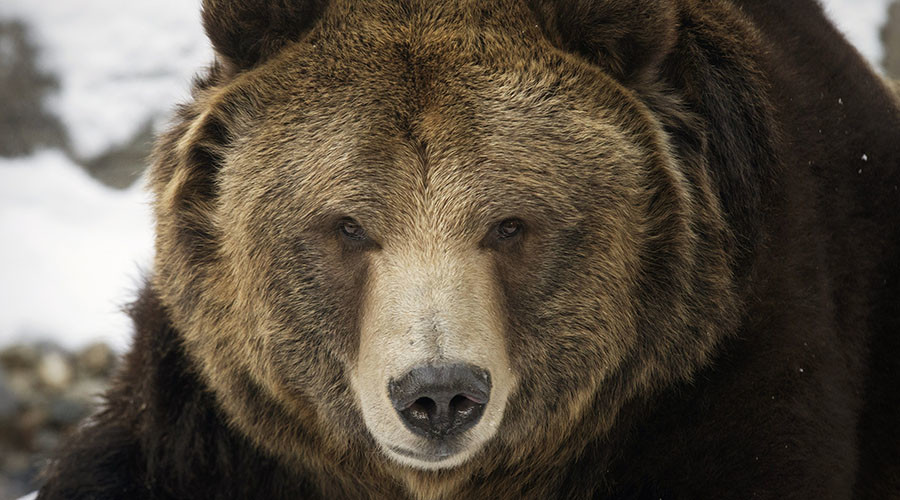 Grin & bear it: Stomach-churning aftermath of savage grizzly attack breaks internet (VIDEO)