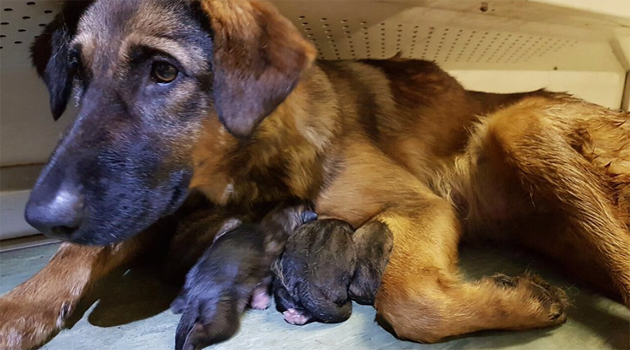 Moscow metro passengers help dog give birth to 9 puppies (PHOTOS)
