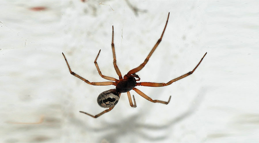 Horny spiders on sex rampage through British homes