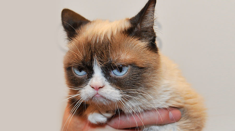 Pet cats banned in ISIS-held Mosul, jihadists search homes - report