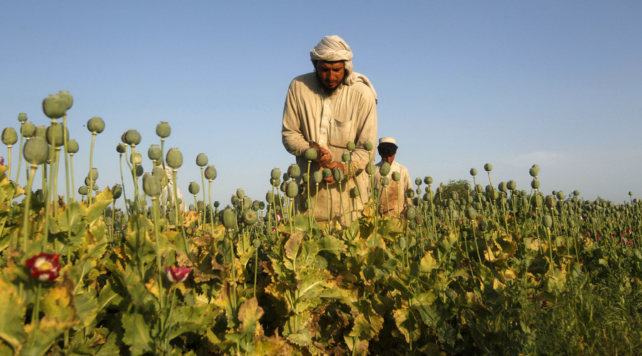Opium growth in Afghanistan soars, eradication close to zero – UN