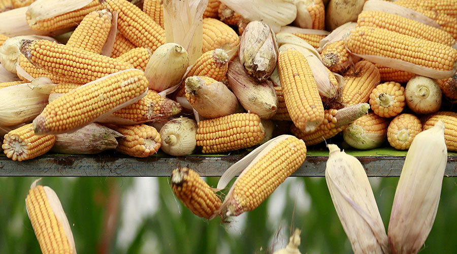 Chinese man sentenced to 3 yrs in Iowa for stealing GMO trade secrets