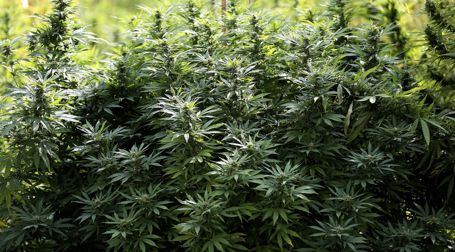 French police discover pot island worth €80,000 on river Vienne