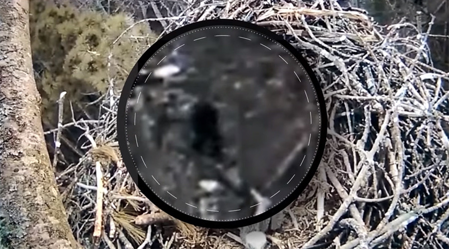 ‘Bigfoot’ gatecrashes Michigan nature webcam (VIDEO, POLL)