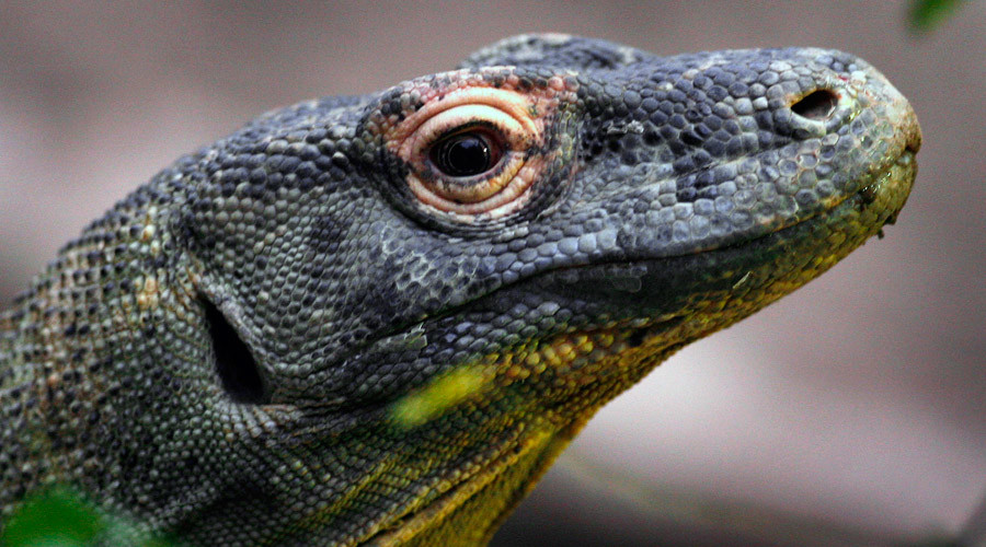 Dragon strike: Komodo monitor stalks squirrel after rodent tumbles into cage (GRAPHIC VIDEO)