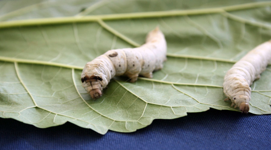 Spiderman-strength: Scientists feed graphene to silkworms to produce extra-durable fibres for hi-tec