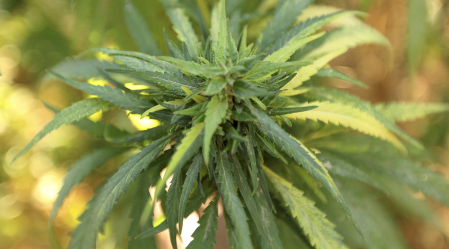 British govt admits marijuana extract has medicinal effect