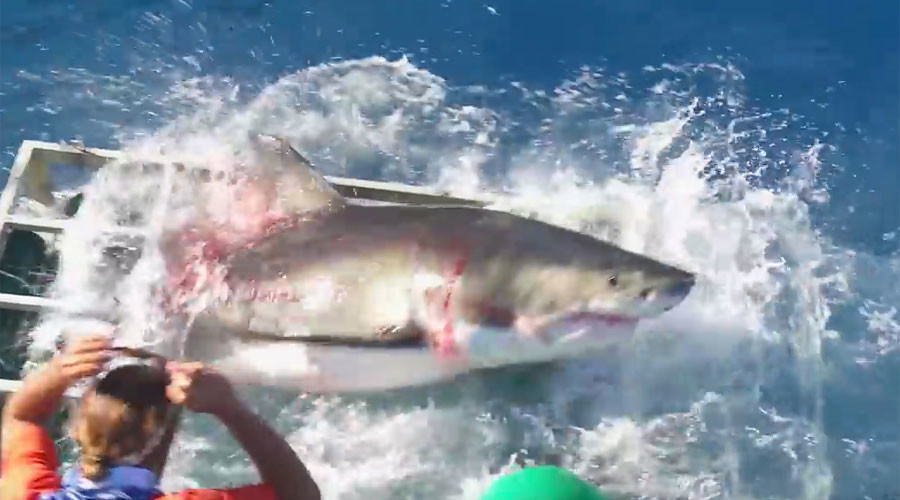 Cage fight: Great white & diver in horrifying struggle after shark overshoots snack (VIDEO)