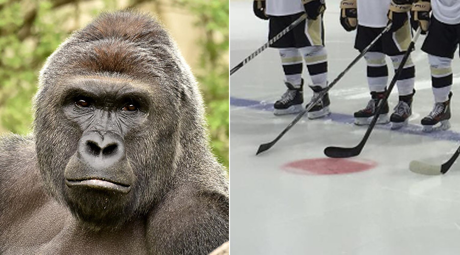 Sticks out for Harambe: Junior hockey team to honor slain gorilla with Wildlife Week jerseys