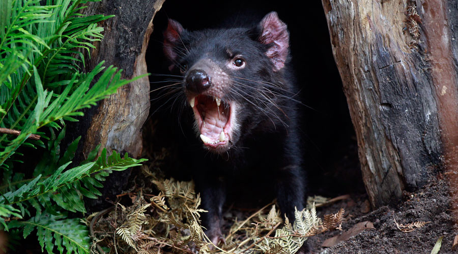 Tasmanian devil’s milk could be key to combating drug-resistant superbugs – study