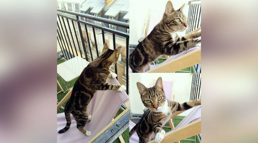 Purrfect crime? Cat registers & votes in French primaries, but no one notices