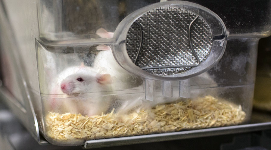 Artificial eggs grown in science lab create living mice