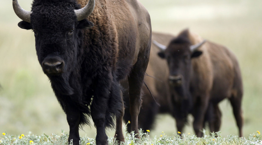 Ice Age bison-cattle hybrid did exist, DNA evidence shows