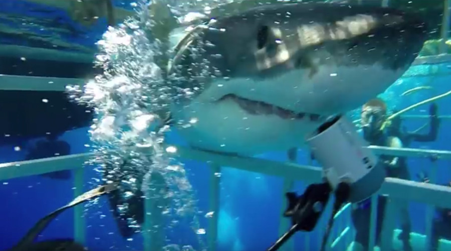 Great whites break into diving cages in Gulf of Mexico (VIDEOS)