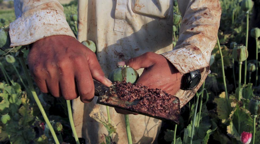 Afghan opium production up 43 percent in 1 year as eradication effort fails – UN