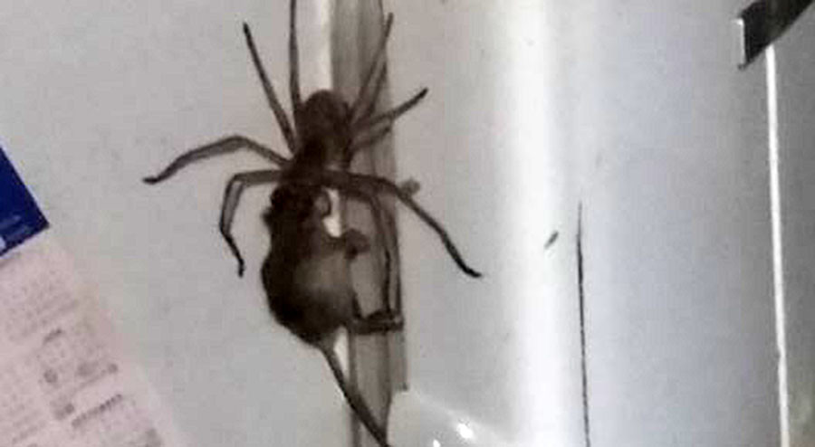 Enormous spider drags mouse by its head in skin-crawling clip (VIDEO)