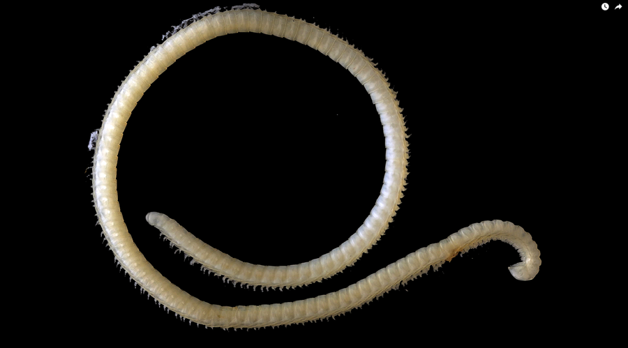 Newly-discovered bug boasts 4 penises, 200 poison glands & 414 legs (VIDEO)