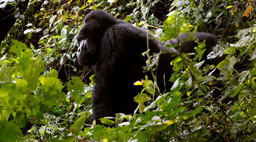 Dying out: Wild animal numbers could fall by 67% from 1970-2020, study says