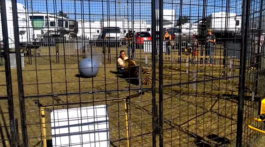 All in a day’s work: Tiger attacks trainer while students look on (VIDEO)