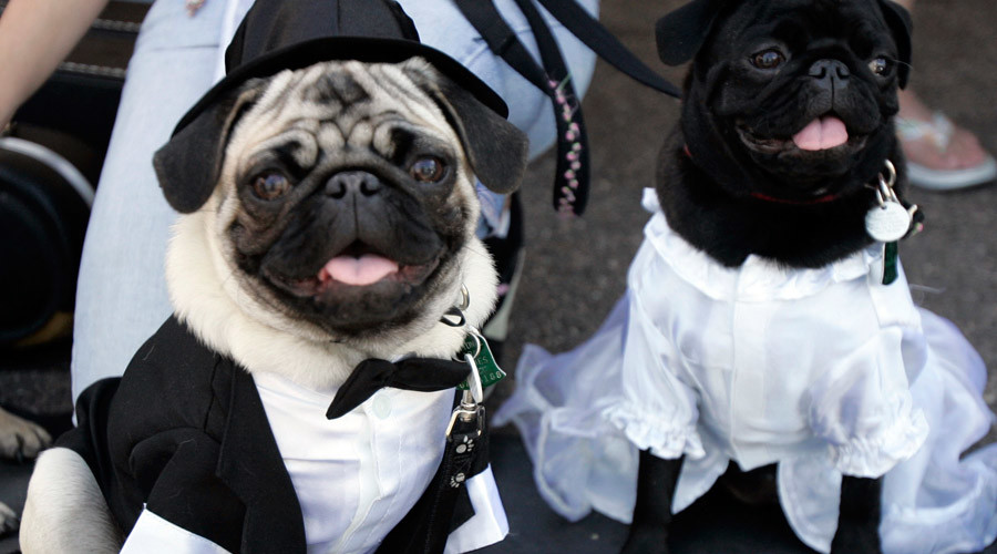 Former county employee racks up $350k debt on govt credit card to buy dog tuxedo, pay bills