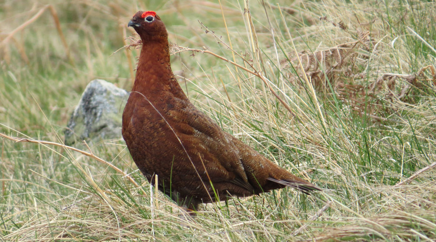 Duke of Westminster given millions in public cash for grouse moor – investigation