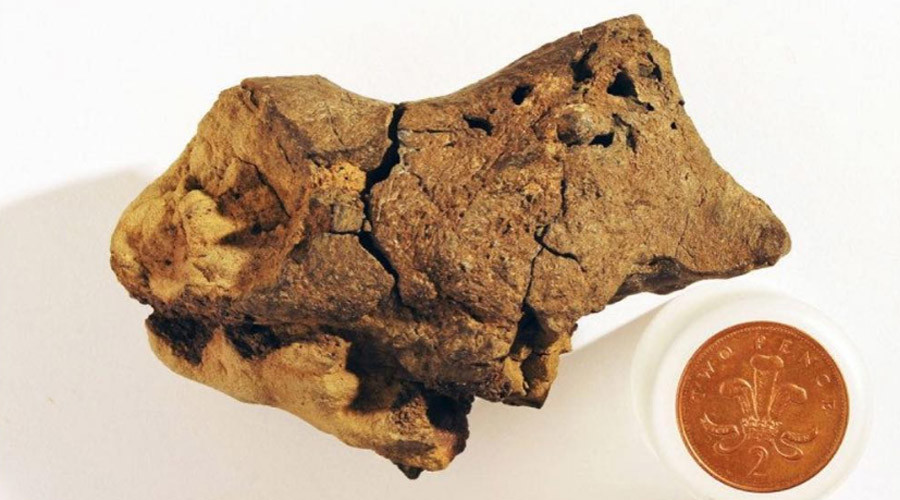 133m year old dinosaur brain discovered on UK beach